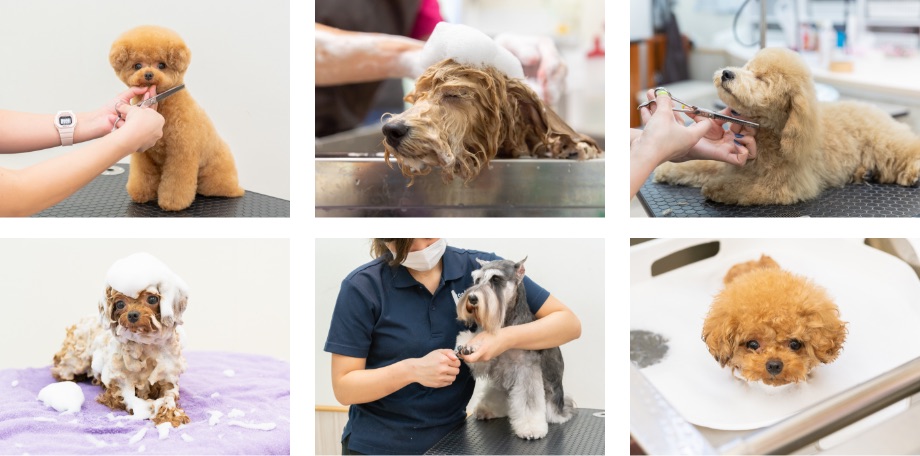 ペットサロン Miss Bibi ペッツファースト動物病院グループ