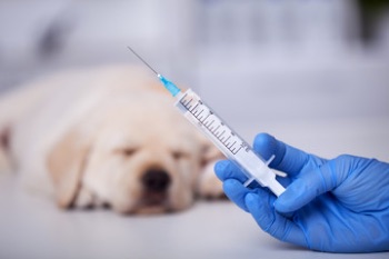 犬の混合ワクチン接種