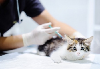 猫の混合ワクチン接種