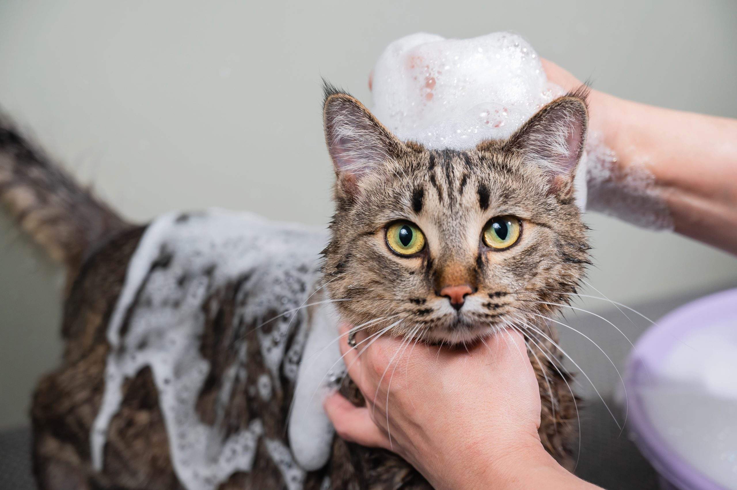 kitty-shampoo
