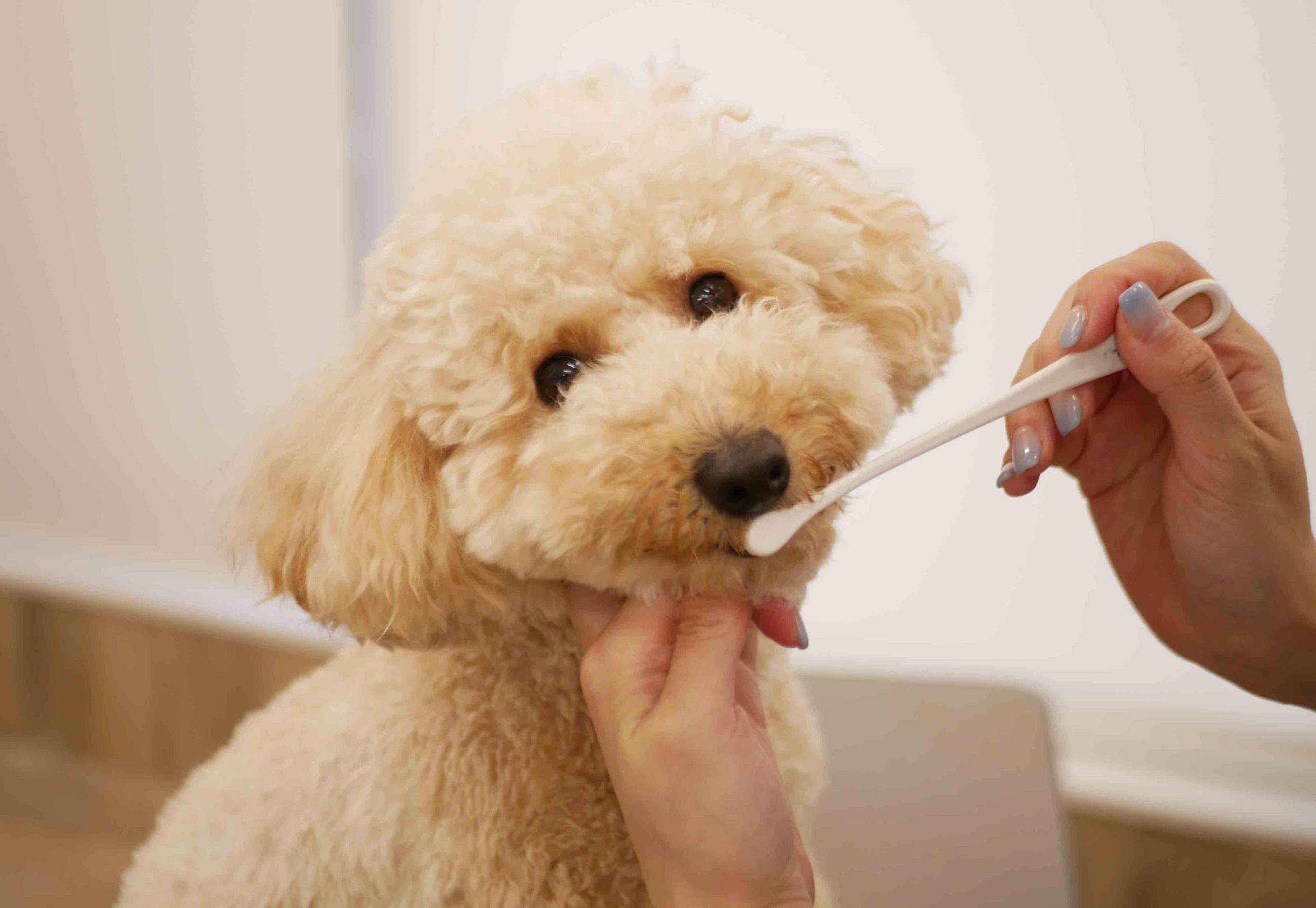 puppy-toothbrushing