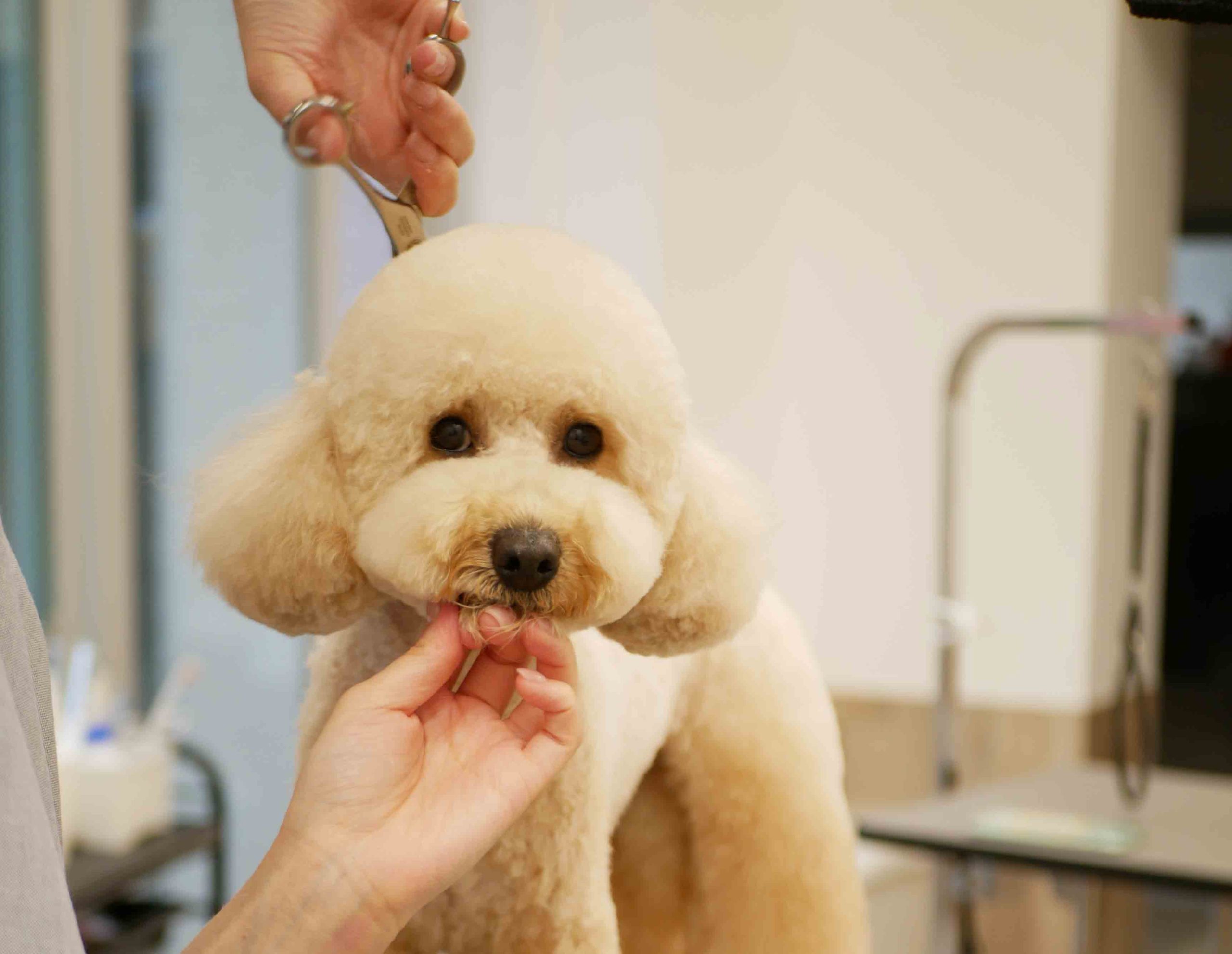 puppy-trimming